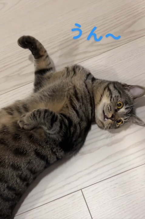 ろうかに転がって寝ている猫