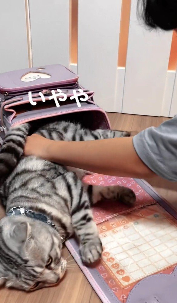 ランドセルに入れられる猫