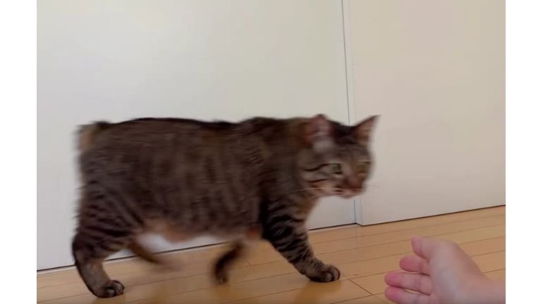 人の腕と猫