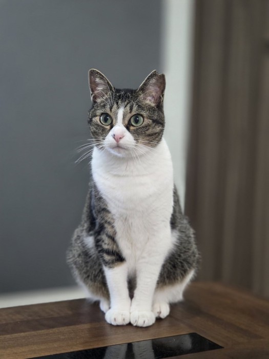 お座りするつくねちゃん