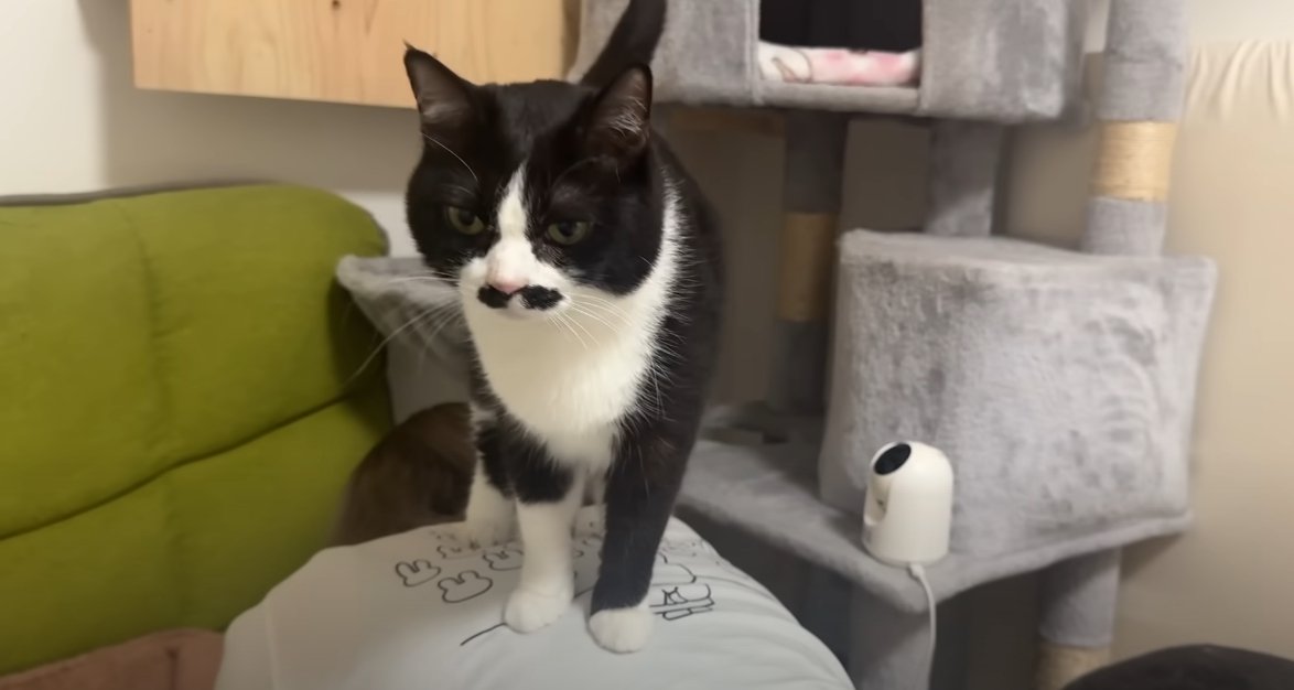 人の背中の上に乗る猫