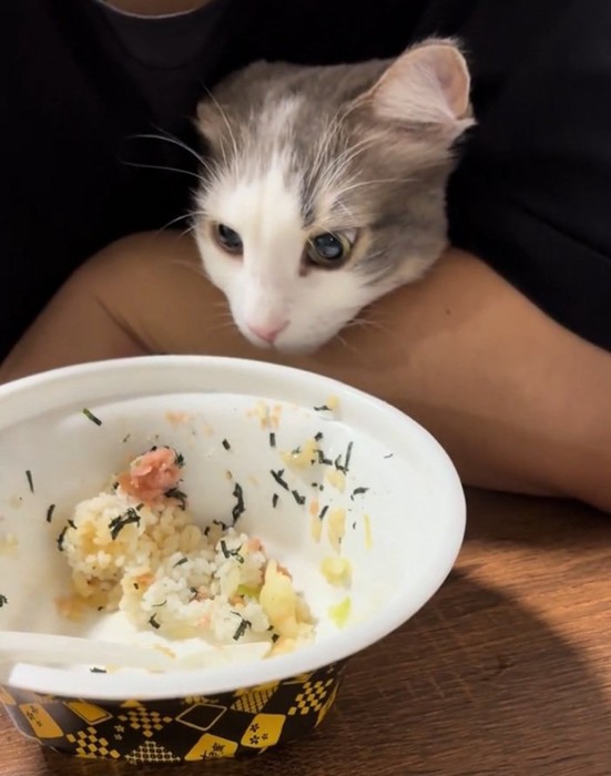 ガン見するギンくん