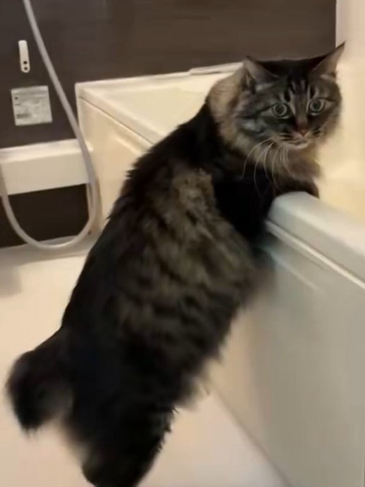 浴槽のふちに手をかけて立ち上がる猫
