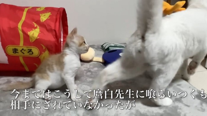 どこかに行こうとする白猫