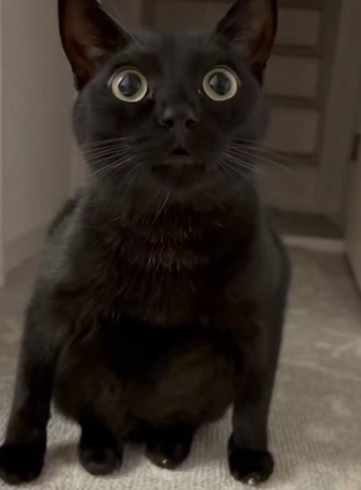 変な座り方の猫1