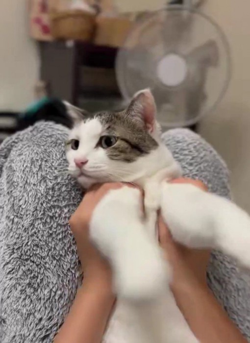 手を持って遊ばれている猫