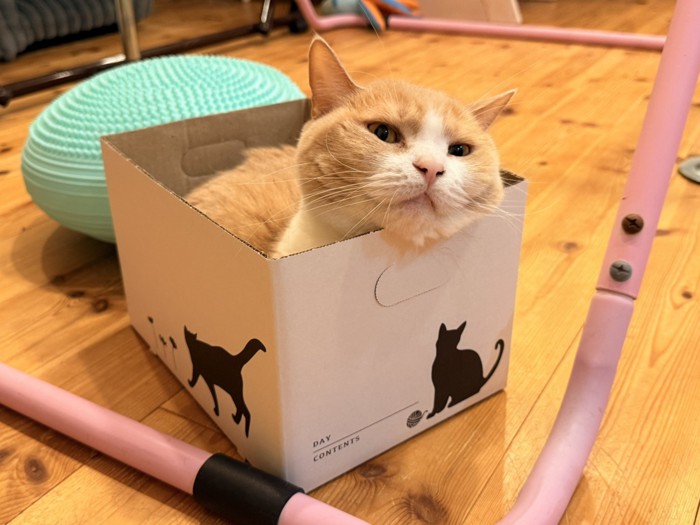 箱に入る猫