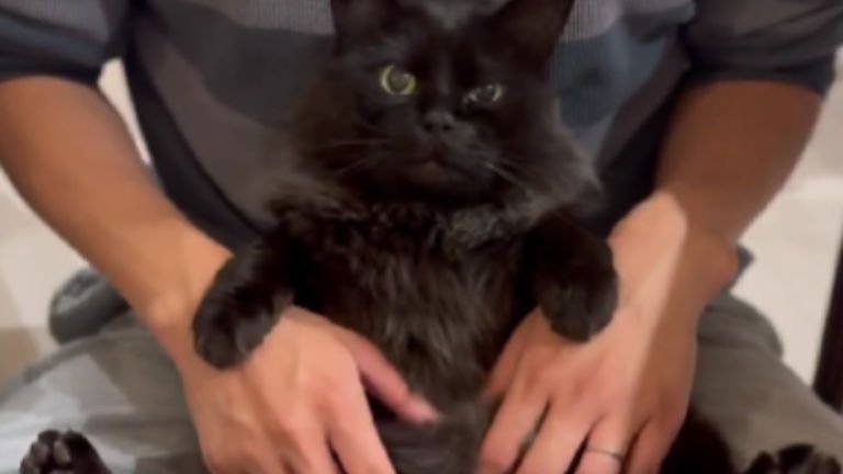 膝に乗っている猫