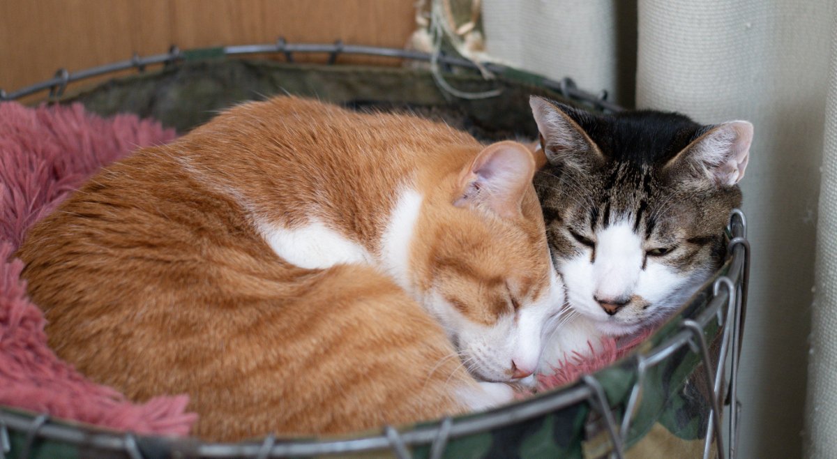 かごの中で寝る猫