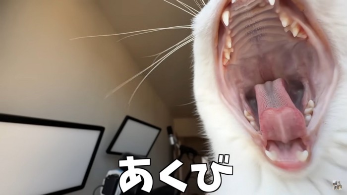 あくびをする猫