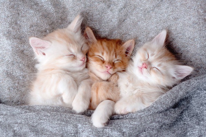 眠りこける子猫たち