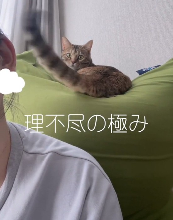 しっぽをぶつけるエーデルちゃん