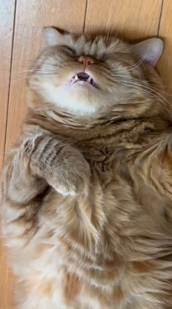 お腹を出して眠っている茶トラ猫
