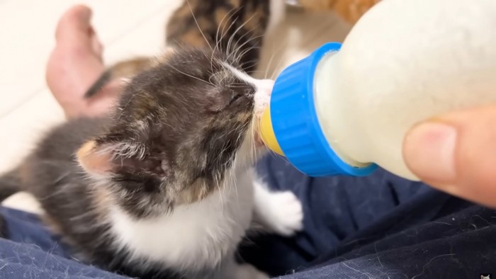 ミルクを飲む三毛猫