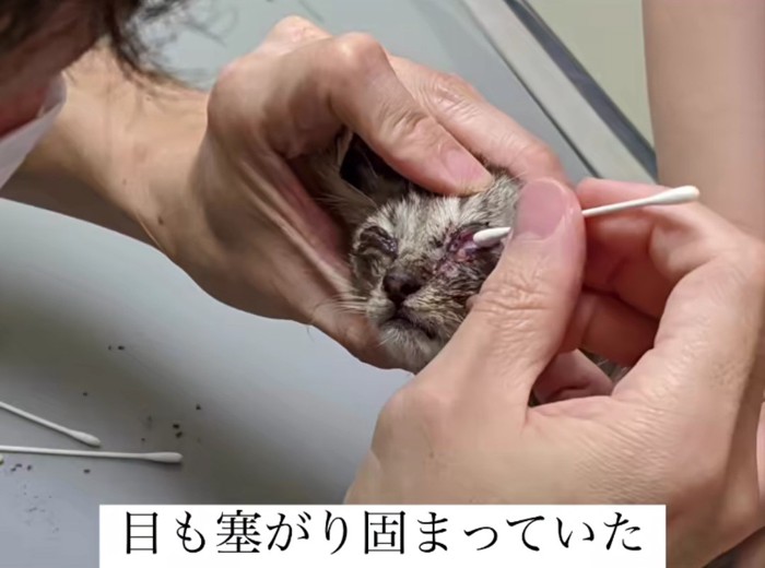 綿棒で目を拭いてもらう子猫