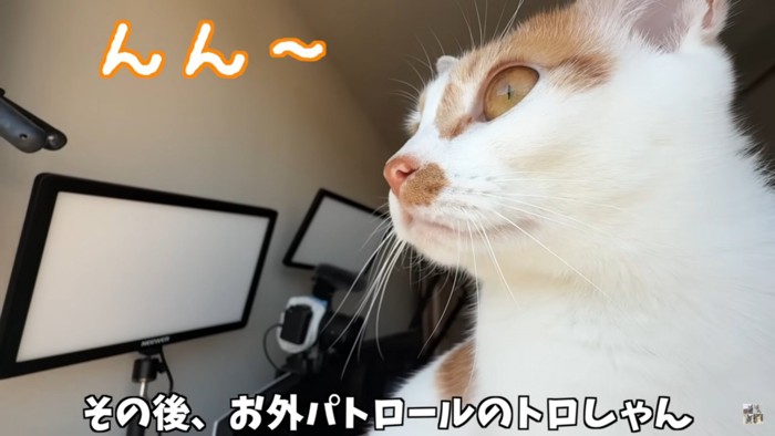 外を眺める猫