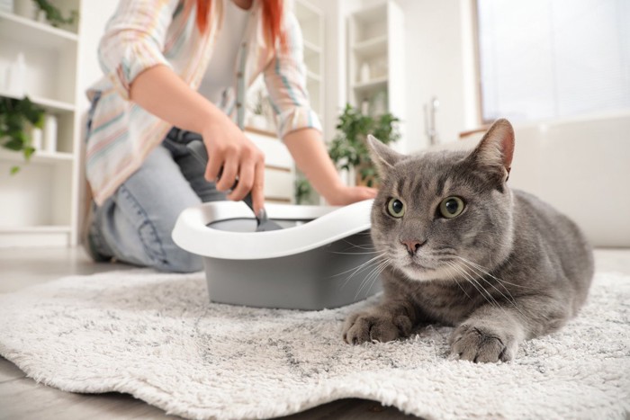 トイレ掃除をしてもらう猫