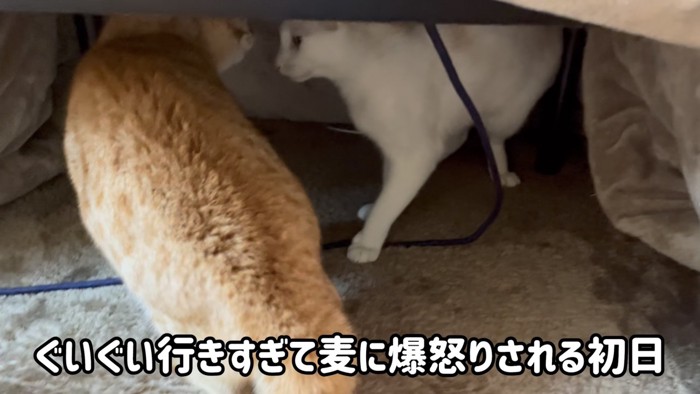 「ぐいぐい行きすぎて~」のテロップ写真