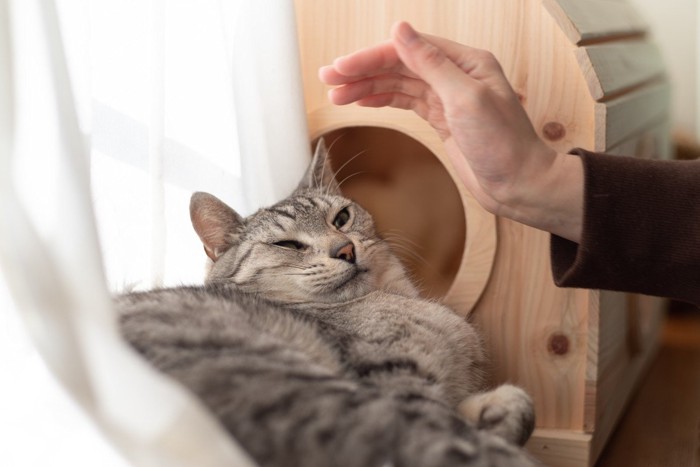 触ろうとすると嫌がる猫