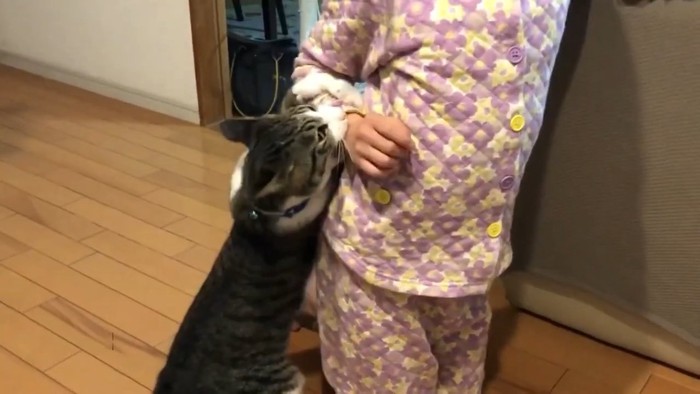 手に噛みつく猫