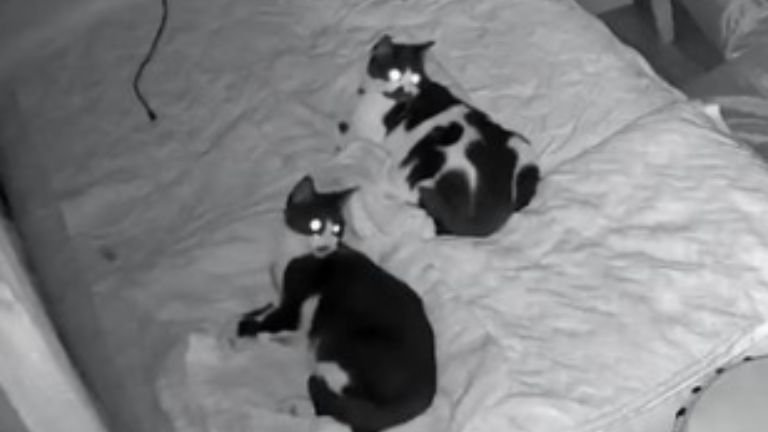 寝ている猫たち