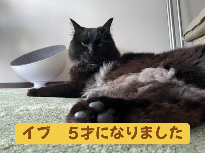 横になる猫
