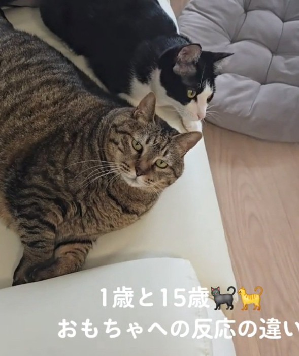 ジト目で見つめるももちゃん