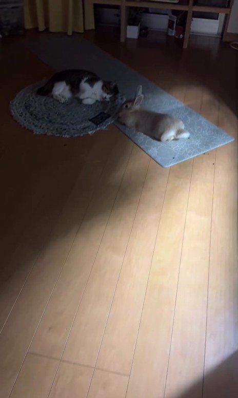 寝転んでいる猫とうさぎ