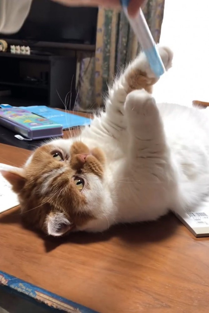 文具を追いかける猫