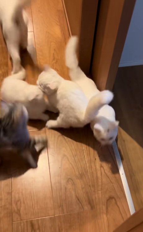 廊下で渋滞している6匹の猫