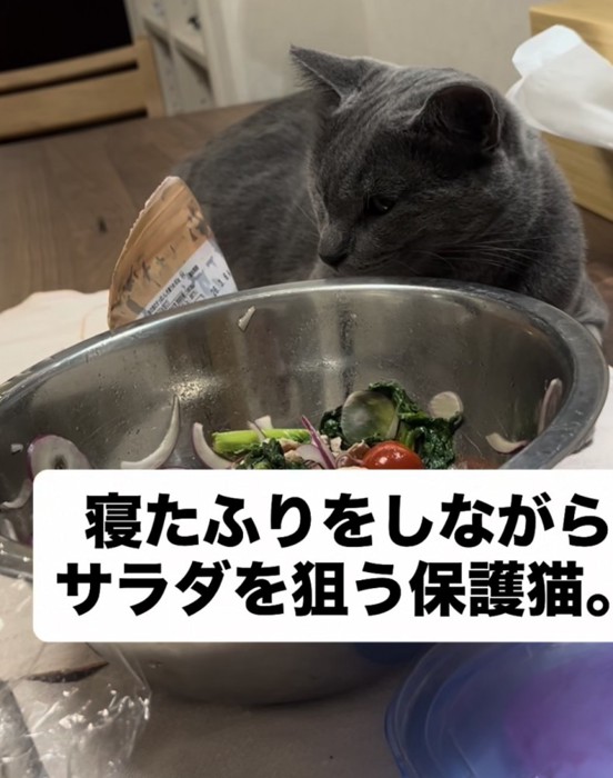 横を向く猫
