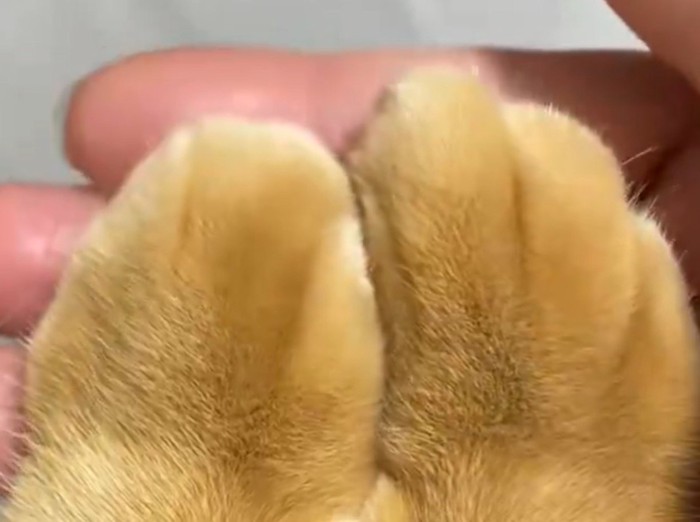 綺麗に揃えられた猫の前足の指