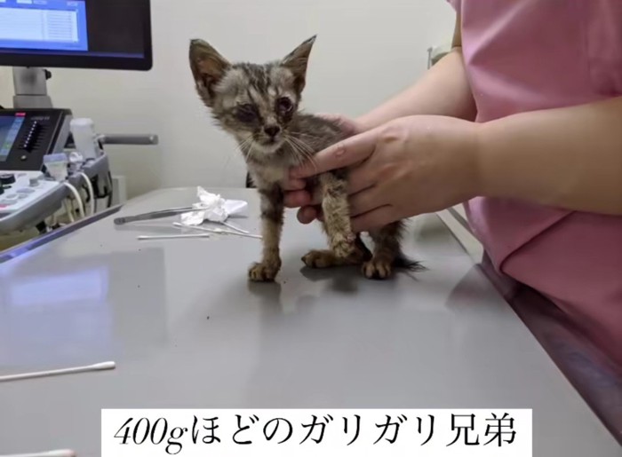 動物病院の診察台の上の子猫