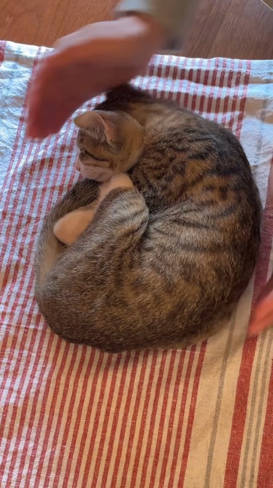 猫から手を放す飼い主