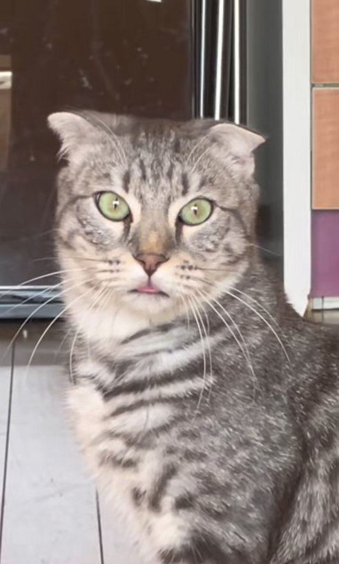 舌が出ているカメラ目線のサバトラ