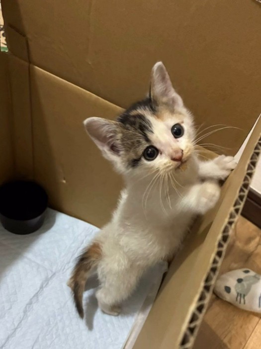 箱の中で立つ子猫