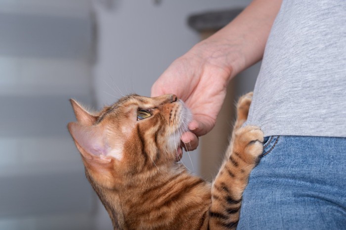 足に手をかける猫