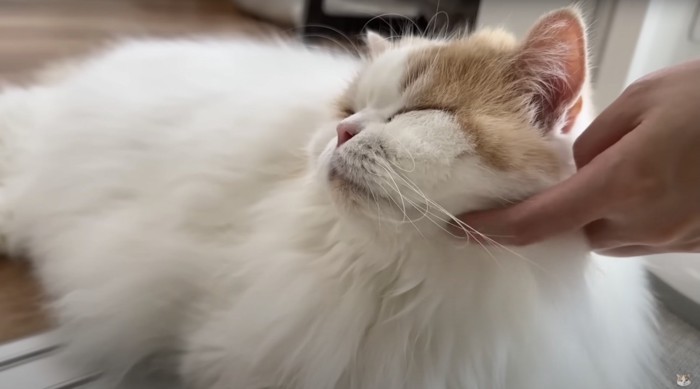 あごを撫でられる猫