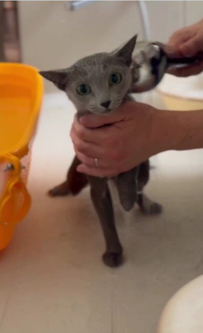 シャワーをかけられている猫