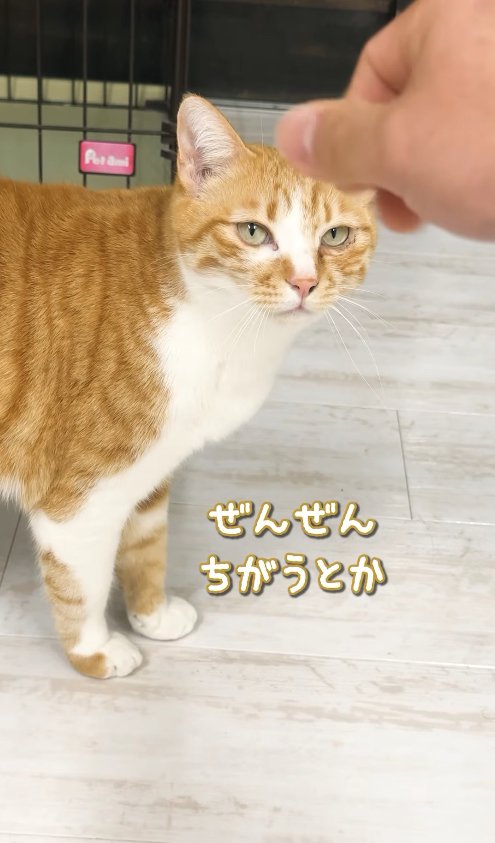 差し出された手を見つめる猫「ぜんぜんちがうとか」
