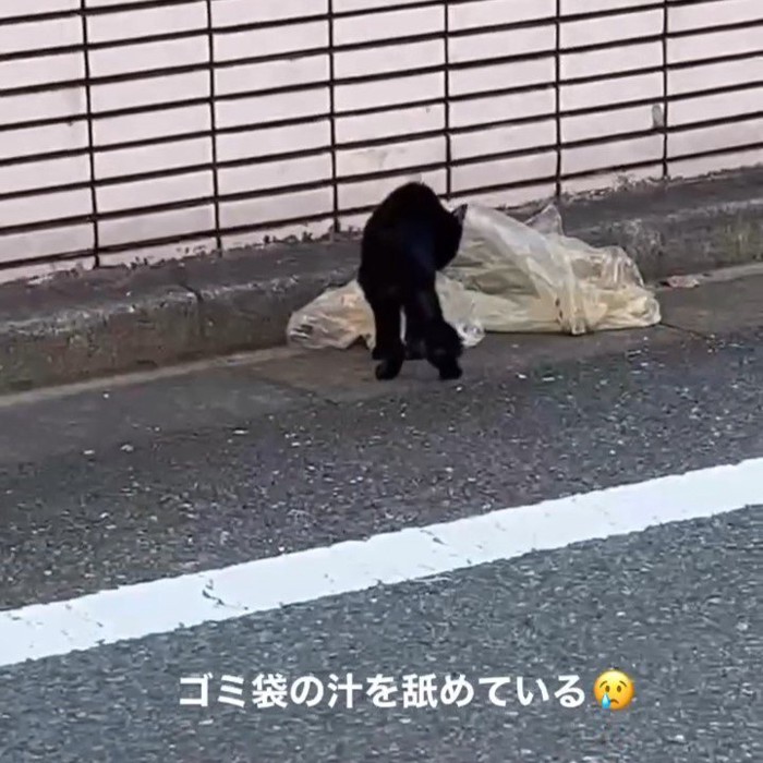 ゴミ袋に近づく猫