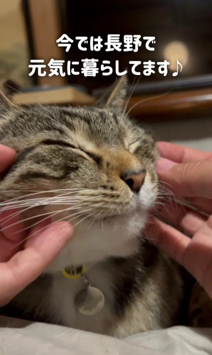 顔をなでられる猫