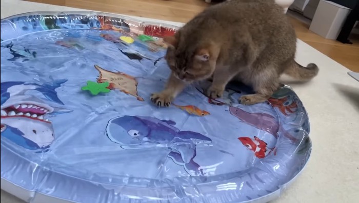 カキカキするこたつくん