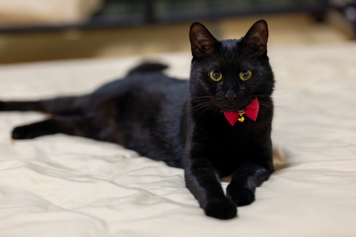 見つめる黒猫