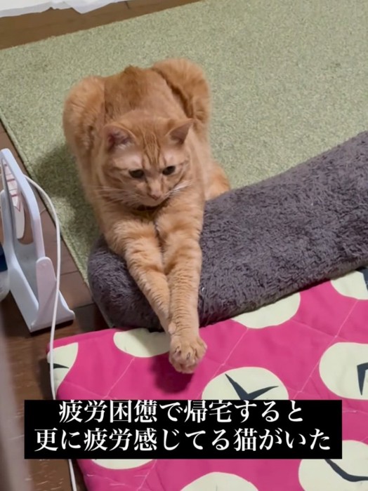 前足を伸ばして虚無顔の猫