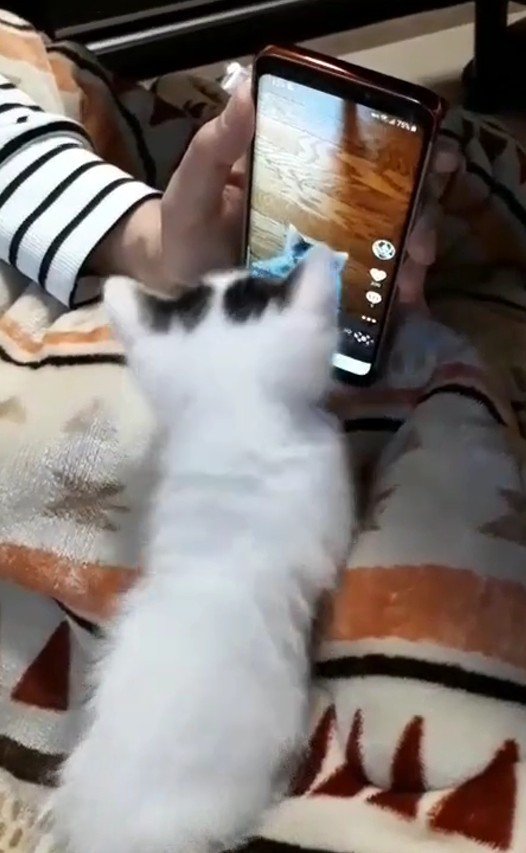 スマートフォンを見ている猫