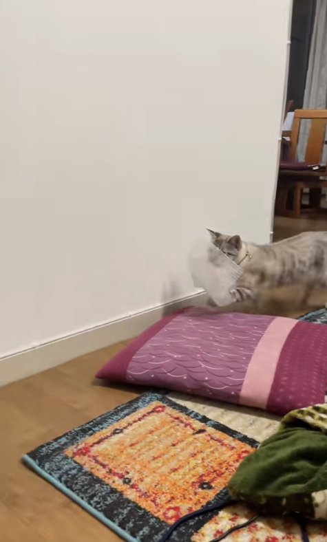 壁際をプチプチをくわえて歩いている猫