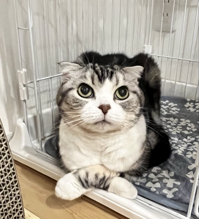 おててバッテンなスコティッシュちゃん