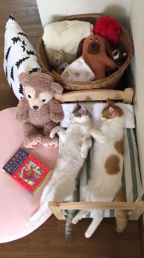 目を閉じて眠る三毛猫