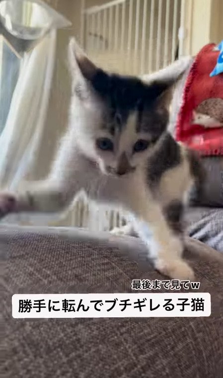 飼い主にブチギレる猫